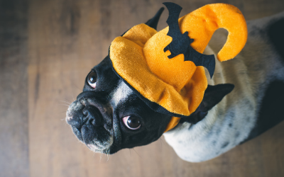 image for Halloween Safety and Your Pets